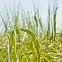 Grains and Cereal
